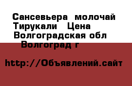 Сансевьера, молочай Тирукали › Цена ­ 80 - Волгоградская обл., Волгоград г.  »    